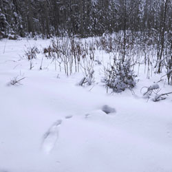 Лунка рябчика в снегу