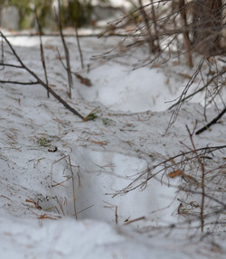 Прыжки рыси в снегу
