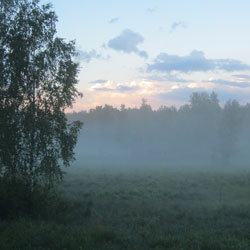Туман на лесной поляне