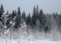 Зимняя опушка леса